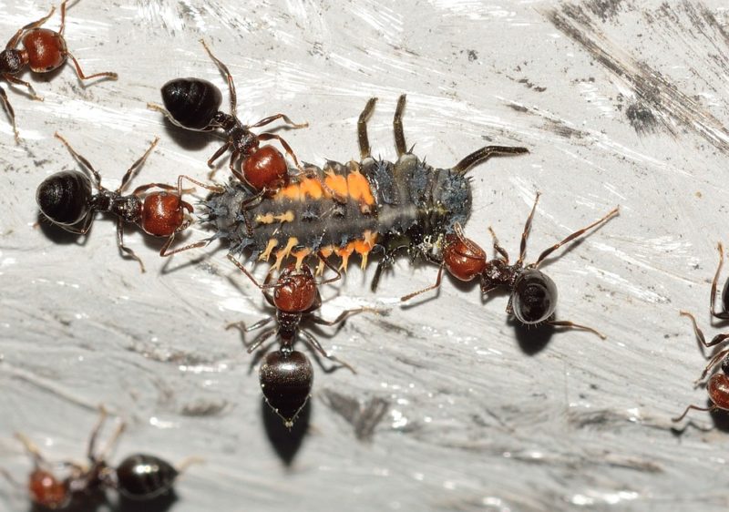 Un secreto de las hormigas contra la sequía